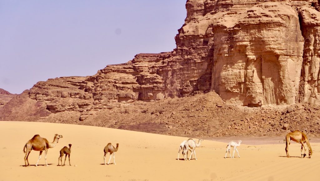 Young camels